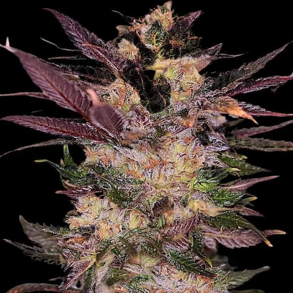Slapz semilla > Empire Seeds | Semillas feminizadas  |  Índica